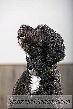 ペットフケの量が最も少ない犬は？