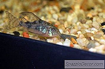 สิ่งที่ปลาเป็นเพื่อนที่ดีถังสำหรับ Guppies & Zebra Danios?