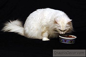 Quais Alimentos Os Gatos Comem?