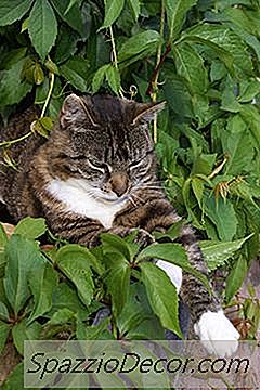Was Gravel Hält Katzen Aus Blumenbeeten & Büschen?