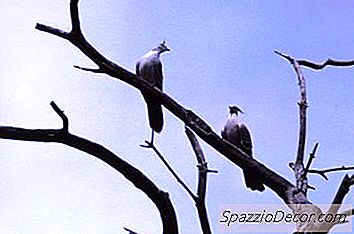 Was Passiert, Wenn Ein Nymphensittich Wegfliegt?