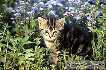 Vad Händer Med En Kattens Tänder När Du Tänker?