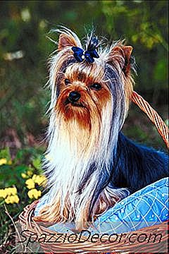 Apa Yang Terjadi Ketika Seekor Anjing Yorkie Mengalami Masalah Hati?
