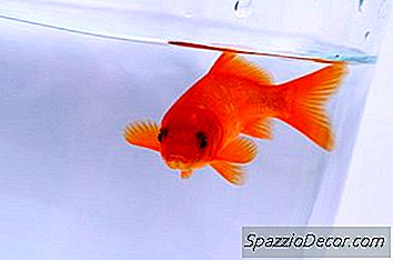 Goldfish'Iniz Çürükken Ne Olur?