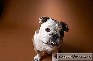 Hvad Er En Engelsk Bantam Bulldog?