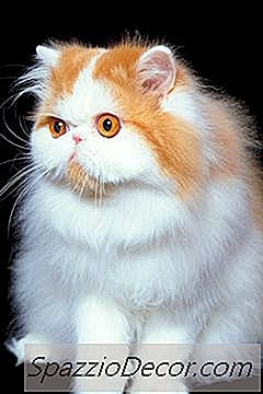 Wat Is De Juiste As-Inhoud Voor Kattenvoer?