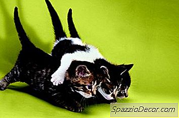 O Que É Uma Vacinação Combativa De Disfarce De Gato?