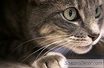 Was Ist Eine Katzen-Vibribande?