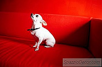 Tính Cách Của Chihuahua Là Gì?