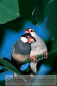 Hva Er Forskjellen Mellom Finch Seed & Parakeet Seed?