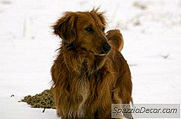 ¿Cuál Es La Diferencia Entre Un Dachshund De Pelo Largo Y Un Mini Dachshund De Pelo Metálico?