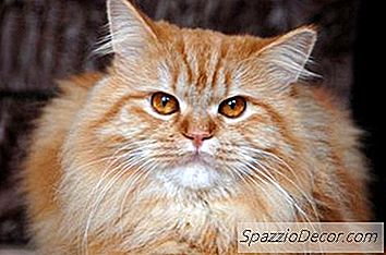 Каква Е Разликата Между Scoopable & Clay Kitty Litter?