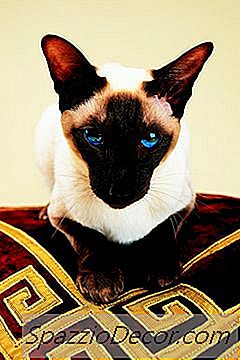 Qual É A Diferença Entre Gatos Siameses E Do Himalaia?