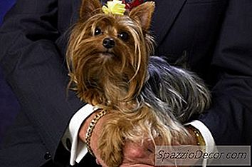 Vad Är Skillnaden Mellan En Teacup Yorshire Terrier Och En Toy Yorkshire Terrier?