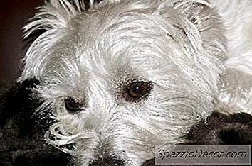 Quelle Est La Différence Entre Un Terrier Écossais Wheaten Et Un Terrier Blanc West Highland