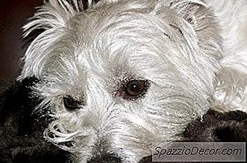 Was Ist Der Unterschied Zwischen Einem Wheaten Scottish Terrier Und Einem West Highland White Terrier?