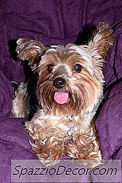 Hvad Er Forskellen Mellem En Yorkie & En Silky Terrier