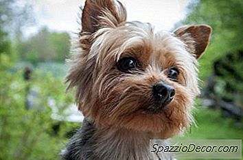 Qual É A Diferença Entre Um Yorkie De Brinquedo E Yorkie De Chá?