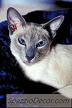 Qual È L'Aspettativa Di Vita Di Un Gatto Siamese Blue-Point?