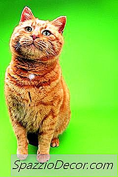 O Que É Um Ginger Cat?