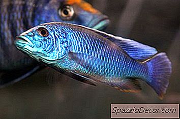 Što Je Sretan Cichlid?