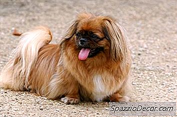 Apakah Harapan Hidup Anjing Shih Tzu?
