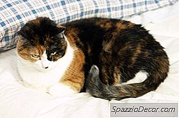 Was Bedeutet Eine Katze, Die Auf Deinem Kissen Schläft?