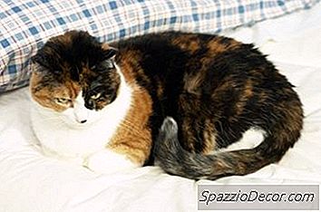 Hvad Er Meningen Med En Katte Som Sover På Toppen Af ​​Din Pude?