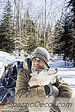 Berapa Biaya Makanan Bulanan Untuk Husky Siberia?