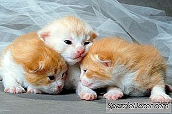 Wat Is De Naam Voor Een Nestje Pasgeboren Kittens?