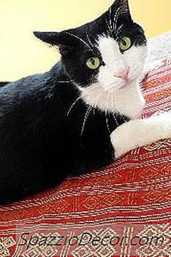 什么是燕尾服猫的起源？