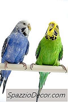 Jaki Jest Idealny Rozmiar Klatki Dla Dwóch Papug?