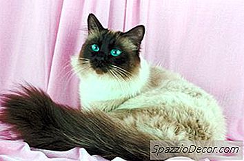 O Que É A Personalidade De Um Gato Do Himalaia?