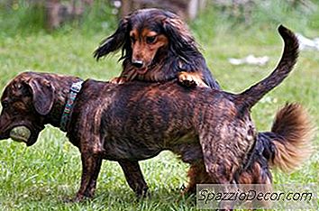 O Que É Um Dachshund Piebald?