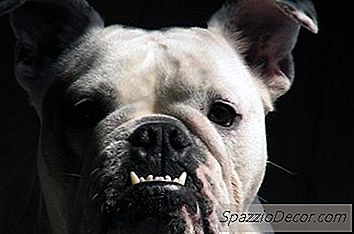 Čo Je Anglický Buldog Piebald?