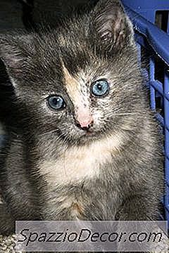 Was Ist Ein Polydactyl-Kätzchen?