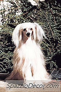 パウダーパフ犬とは何ですか？