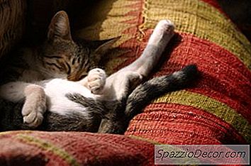 猫の原始的な袋は何ですか？