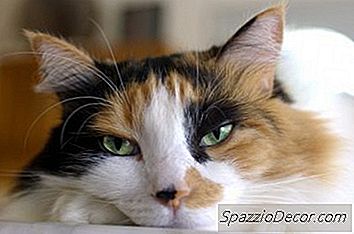 Was Ist Eine Reverse Calico Katze?