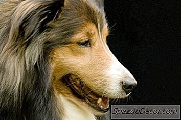 O Que É A Raça Do Cão Collie Pequeno?