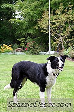 O Que É Um Border Collie De Pelo Liso?