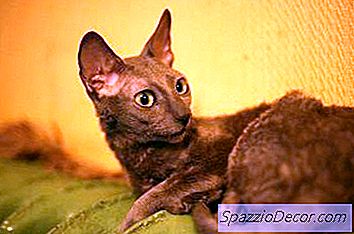 ¿Qué Tipo De Gatos No Causan Alergias?