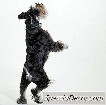 Apa Jenis Jas Yang Dimiliki Schnauzer?
