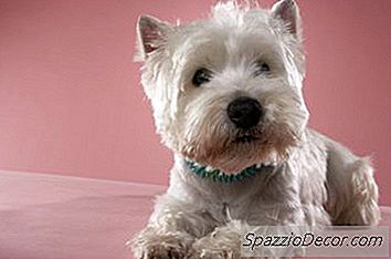 Hvilken Slags Hund Er Der På Cesar Puppy Food Commercial?