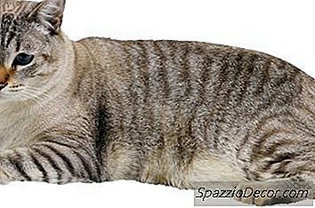 Τι Είδους Κόλλα Χρησιμοποιείται Με Τα Μαλακά Πόδια Για Τις Γάτες;