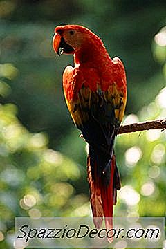 Que Tipo De Aves De Estimação Podem Viver Lá Fora?