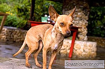 Bir Chihuahua'Ya Ne Tür Çekimler Gerekir?