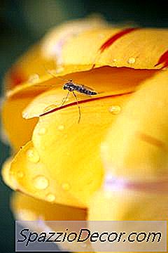 ¿Qué Tipo De Gusanos Pueden Atravesar Los Perros Con Las Picaduras De Mosquitos?