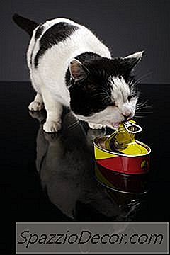 Que Tipos De Carnes Podem Os Gatos Comer?