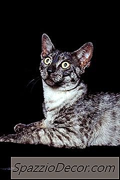 Ceea Ce Face O Strălucire A Ochilor Unei Pisici